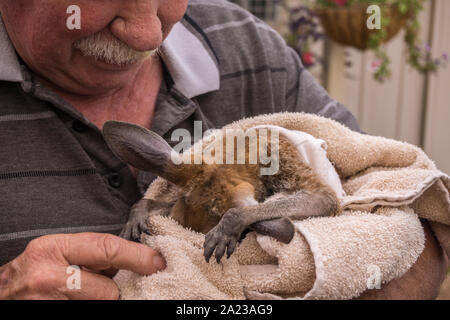 Joeys (baby Kängurus) Flasche gefüttert, Coober Pedy, Australien Stockfoto