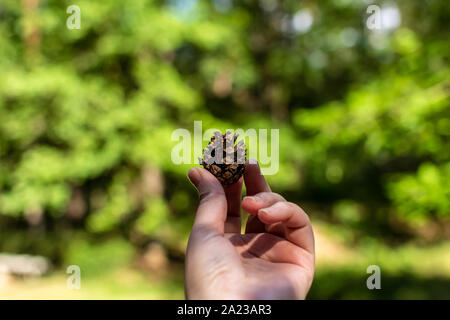 Hand, Pine Cone auf grünem Blatt Hintergrund isoliert. Herbst Natur Hintergrund. Umweltschutz Konzept. Stockfoto