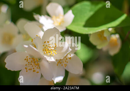 Nahaufnahme des süssen Mock-orange (Cornus alba 'Sibirica coronarius) Blumen in den milden Abend Sommer Sonnenlicht. Natur Hintergrund mit englischen Hartriegel Blumen. Stockfoto