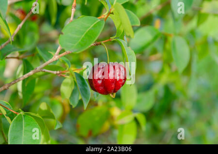 Single Pitanga Cherry Stockfoto