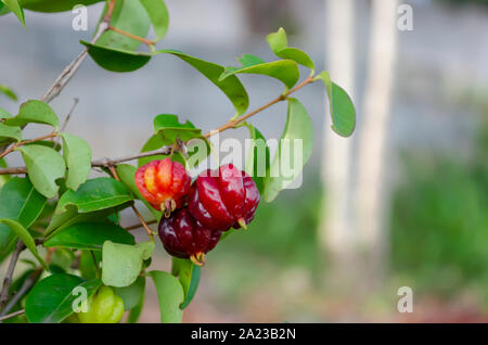 Eugenia Uniflora am Baum Stockfoto