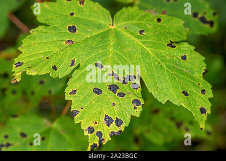 Rhytisma acerinum auf einem maple leaf Stockfoto