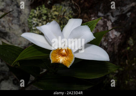 Weiß sobralia Orchidee mit Stein im Hintergrund Bild in Panamas Cloud forest genommen Stockfoto