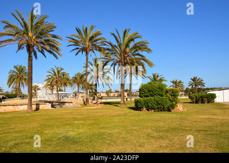 Mallorca, Spanien - Mai 11,2019: Palmen wachsen in die Stadt Alcudia auf Mallorca. Stockfoto