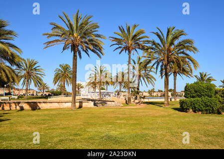 Mallorca, Spanien - Mai 11,2019: Palmen wachsen in die Stadt Alcudia auf Mallorca. Stockfoto