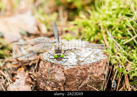 Schöne Libelle sitzt auf dem Kleinen von Pine Baumstumpf im Wald in der Nähe von Stockfoto