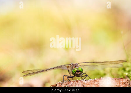 Schöne Libelle sitzt auf dem Kleinen von Pine Baumstumpf im Wald in der Nähe von Stockfoto