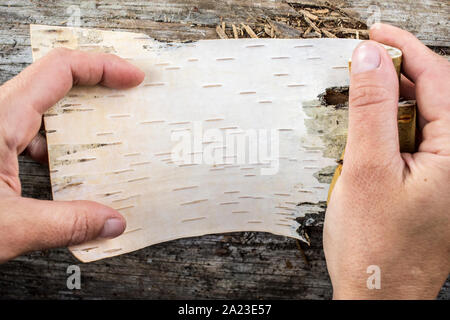 Ein Stück Birkenrinde in den Händen auf einem Hintergrund von der alten Logs im Freien Stockfoto