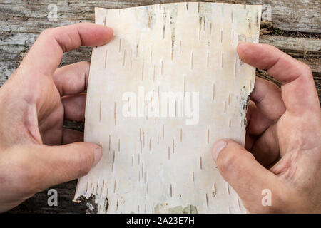 Ein Stück Birkenrinde in den Händen auf einem Hintergrund von der alten Logs im Freien Stockfoto