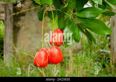 Ackee am Baum Stockfoto