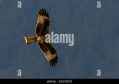 Flying Rotmilan, Milvus milvus in den Bergen Stockfoto