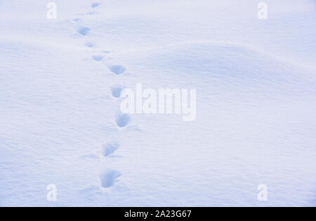 Tierspuren im Schnee, Greater Sudbury, Ontario, Kanada Stockfoto