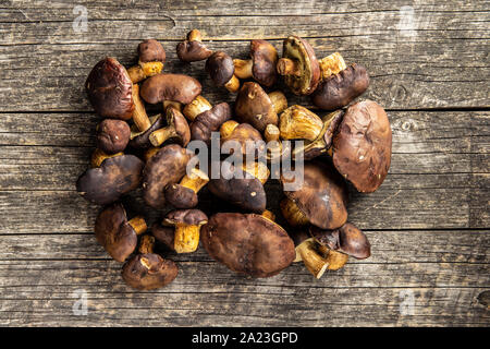 Eine Menge von Steinpilzen auf alten Holztisch. Ansicht von oben. Stockfoto