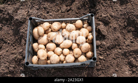 Neu gegraben Rakete Kartoffeln bereit zum Trocknen und setzen in Taschen forstorage Diese sind eine Wurzel vegatable und sind als erste frühe pototo eingestuft Stockfoto