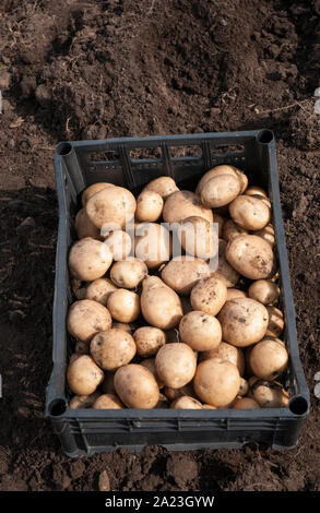 Neu gegraben Rakete Kartoffeln bereit zum Trocknen und setzen in Taschen forstorage Diese sind eine Wurzel vegatable und sind als erste frühe pototo eingestuft Stockfoto