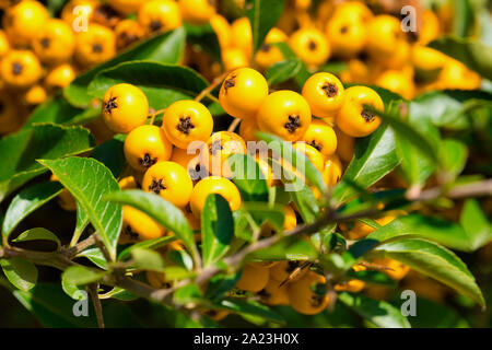 Nahaufnahme eines firethorn Anlage in Lateinamerika genannt Holzbär coccinea Stockfoto