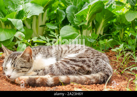 Tabby Katze schlafen Neben Pak Choi Stockfoto