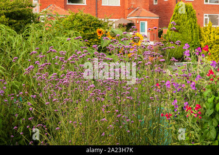 Verbena Bonariensis wachsen in einem blühenden Garten mit anderen Blumen Dies ist eine Blüte im diciduous mehrjährige Pflanze, die vollkommen winterhart ist Stockfoto