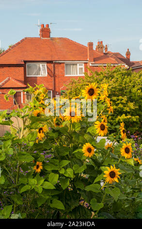 Hohe Sonnenblumen Helianthus annuus wachsen in einem Blumengarten Stockfoto