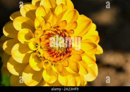 Makro für eine orange-gelbe Dahlie Blüte im Sonnenschein Stockfoto