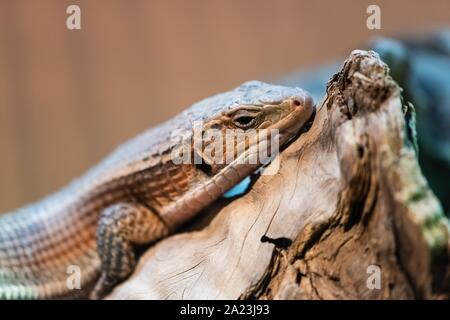 Sudan vergoldeter Eidechse (Gerrhosaurus major), auch bekannt als die Westlichen vergoldeter Eidechse, große vergoldete Lizard oder rau - Skalierte vergoldeter Eidechse Stockfoto