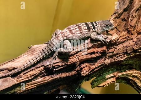 Oplurus cuvieri, gemeinhin als collared iguanid Lizard bekannt, collared Leguan, madagassischen collared Leguan, oder Cuvier Madagaskar Swift, ist ein SPECIE Stockfoto