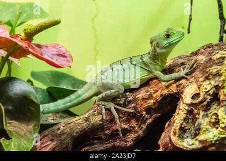 Grün gefiederten Basilisk Basilisk auch genannt, ist eine Pflanzenart aus der Gattung der Eidechse in Mittelamerika Stockfoto