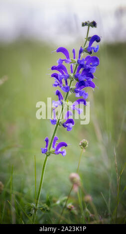 Wiese Salbei im Frühling auf der Wiese Stockfoto