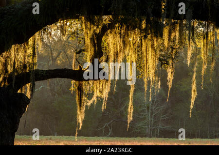 Große lebende Eiche aus dem Süden und spanisches Moos, Abbeville, Louisiana, USA Stockfoto