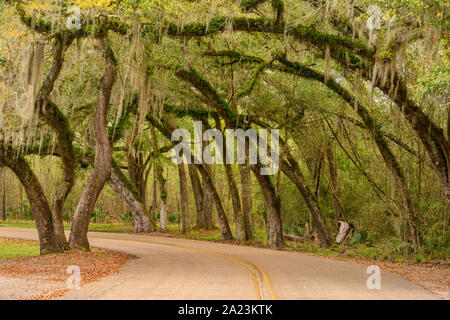 Lebende Eichen mit spanischem Moos, Fontainebleau State Park, Louisiana, USA Stockfoto