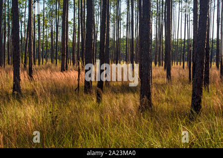 Pinien am Rande eines Sumpfes, Big Branch National Wildlife Refuge, Boy Scout Road, Lacombe, Louisiana, USA Stockfoto