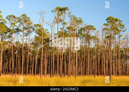 Pinien am Rande eines Sumpfes, Big Branch National Wildlife Refuge, Boy Scout Road, Lacombe, Louisiana, USA Stockfoto