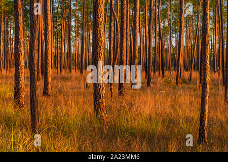 Pinien am Rande eines Sumpfes, Big Branch National Wildlife Refuge, Boy Scout Road, Lacombe, Louisiana, USA Stockfoto