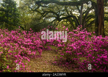Blühende Azaleen und Südlichen live oak im frühen Frühjahr, Jungle Gardens, Avery Island, Louisiana, USA Stockfoto
