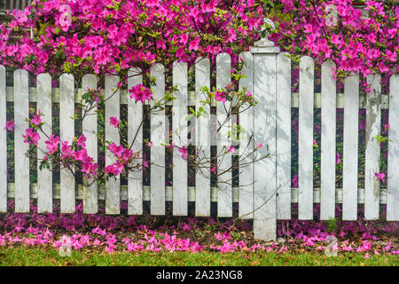 Blühende Azaleen überhängenden weißen Zaun, New Orleans, Louisiana, USA Stockfoto