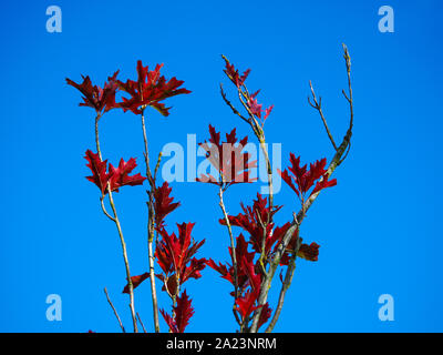 Schöne rote Blätter im Herbst auf den Zweigen einer jungen Eiche (Quercus palustris) gegen ein strahlend blauer Himmel Stockfoto