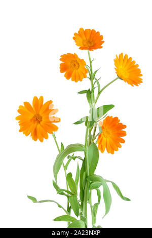 Büsche von orange Ringelblume Blumen Hintergrund. Auf weiß isoliert. Stockfoto