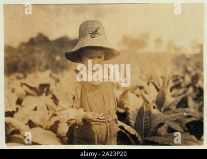 Ora Fugate, 10 Jahre alt worming Tabak. Sie sagten, daß sie nicht Wurm in der Mitte des Tages, wenn heiß, aber richtig Arbeiten durch, als wuchernde. Siehe 4400. Stockfoto