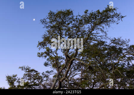 Eiche und Mondunterstellung, St. Marks National Wildlife Refuge, Florida, USA Stockfoto