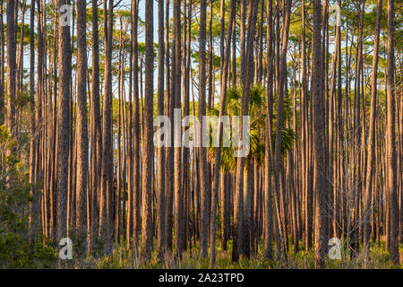 Lange Laubkiefernwälder, St. Marks National Wildlife Refuge, Florida, USA Stockfoto