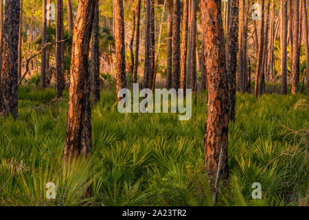 Kiefernwald bei Sonnenuntergang, St. Marks National Wildlife Refuge, Florida, USA Stockfoto