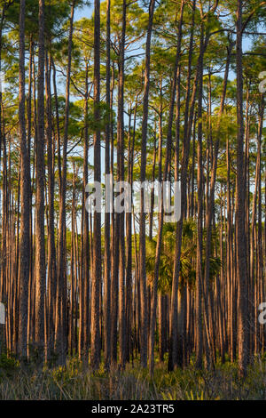 Lange Laubkiefernwälder, St. Marks National Wildlife Refuge, Florida, USA Stockfoto