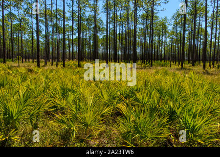 Sah Palmettoes und lange Laubkiefern, St. Marks National Wildlife Refuge, Florida, USA Stockfoto