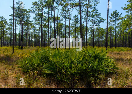 Sägepalme im unterwuchs von einem langen Blatt Pinien Wald, ochlockonee River State Park, Florida, USA Stockfoto