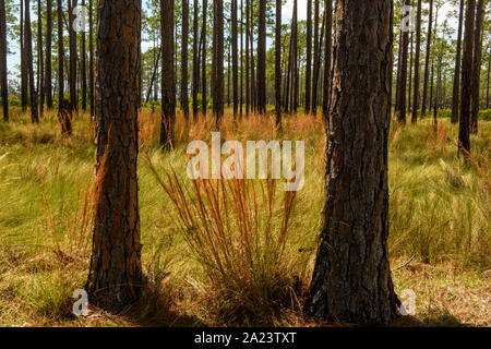 Lange Laubkiefernwälder, St. Marks National Wildlife Refuge, Florida, USA Stockfoto