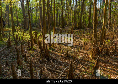 Eine trockene Cypress Swamp, Edward Ball Wakulla Springs State Park, Florida, USA Stockfoto