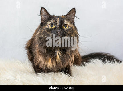 Portrait von Schildpatt Katze weiblich auf hellen Hintergrund Stockfoto