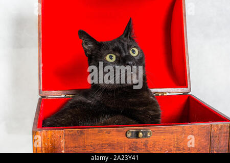 Überrascht schwarze Katze in hölzerne Truhe mit roter Innenausstattung Stockfoto