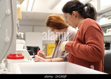 Weibliche Stammzellen Wissenschaftler im Labor arbeiten Stockfoto