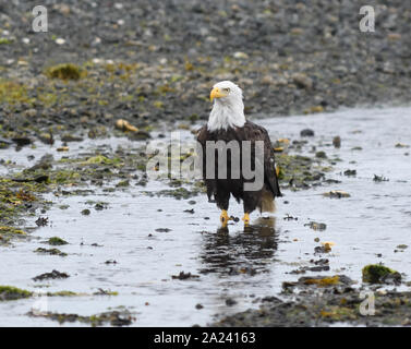 Ein Weißkopfseeadler (Haliaeetus leucocephalus) Sucht nach Essen am Strand bei Ebbe. Port Hardy, British Columbia, Kanada. Stockfoto